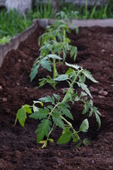 sprout of tomato seedling in the vegetable garden 