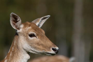 The European fallow deer or common fallow deer (Dama dama)