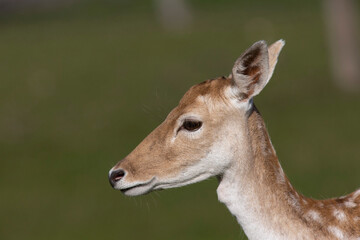 The European fallow deer or common fallow deer (Dama dama)