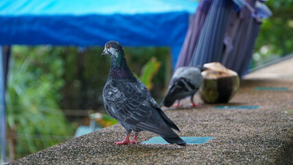Phuket Island Thailand Pigeon Coconut