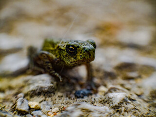 Close up of frog