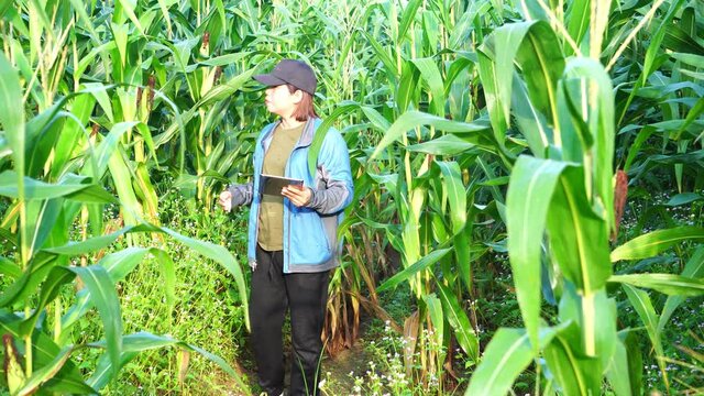 Female armer asia with digital tablet examining corn crop