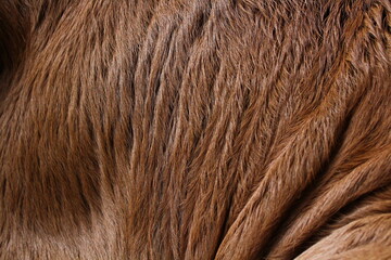 Animal fur texture Background hair brown caramel color