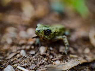 Close up of little frog