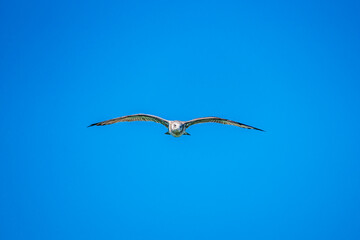 seagull in flight