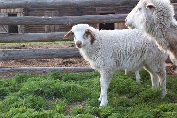 Fototapeta premium Curly lamb portrait 