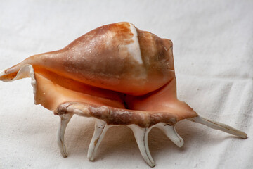 Beautiful yellow-white horned seashell on a white background