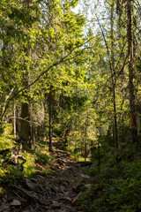 A typical Swedish footpath trough the forest in the Hoga Kusten in Sweden, walking away from the Slåttdalsskrevan Canyon.