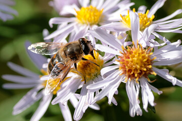 Obraz premium A bee has nectar spots on its body as it feeds on a flower