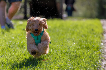 A very excited Cockapoo makes a splash as it runs toward the camera