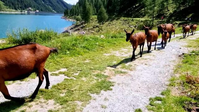 Goats at the Neves Reservoir South Tyrol