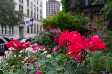 Fototapeta na wymiar Red Roses in a Garden in the East Village of New York City during Spring
