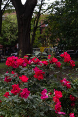 Red Rose Bush at Tompkins Square Park in the East Village of New York City