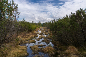 Fototapeta na wymiar landscape with swamp, trees and clouds