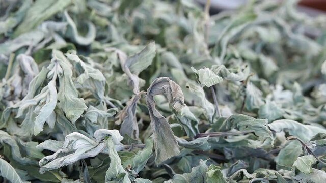 dried Mentha pulegium herb, aromatic herbs,