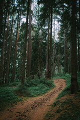 Fototapeta premium path in the forest