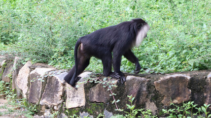 lion-tailed macaques