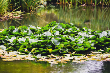 water lily in the pond
