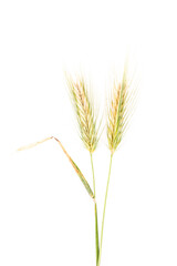 closeup of wheat crop isolated over white