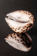 an empty mollusk shell on black with reflection