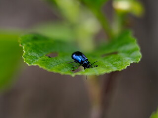 Insect eating leaf
