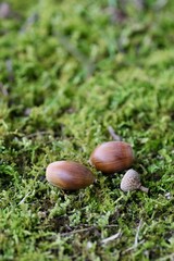 苔の上のどんぐり