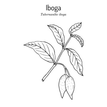 Tabernanthe iboga, medicinal plant