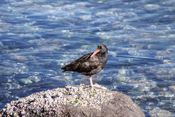 Oystercatchers