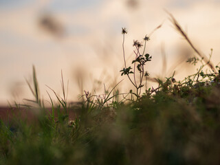 Silhouette of grass flower on sunset background.