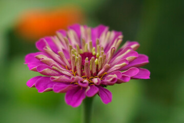 Obraz premium close up of a pink flower
