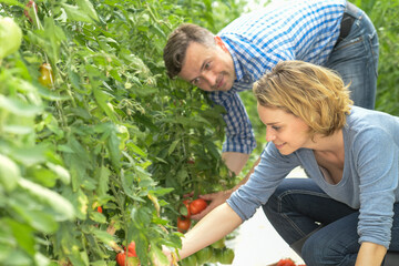 Farmer couple harvests tomatoes in the greenhouse
