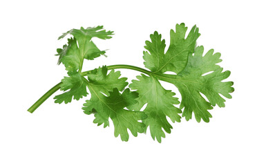 Fresh green coriander leaves isolated on white