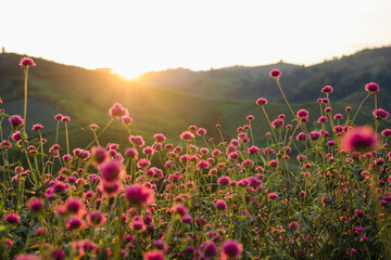 Pink amaranth with view sunset background.