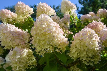 A magnificent hydrangea bush of the Lime Light variety with huge numerous white and pink...