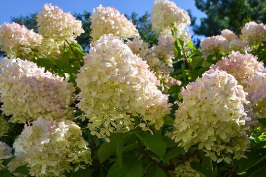 A magnificent hydrangea bush of the Lime Light variety with huge numerous white and pink inflorescences in the garden on the background of blue sky.