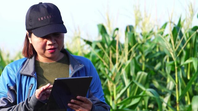 Female armer asia with digital tablet examining corn crop