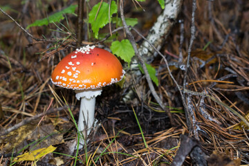 fly agaric mushroom