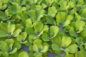Fototapeta na wymiar Green Water lettuce (Pistia Stratiotes) floats on the surface of the water. Aquarium and Pond Floating plant.