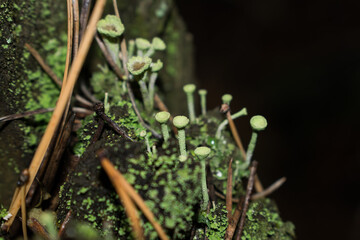 green moss on a tree