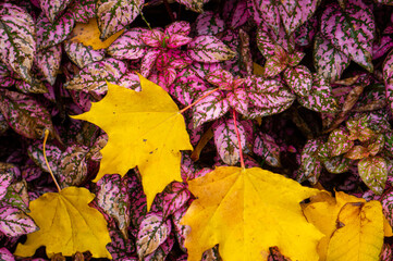 red and yellow leaves