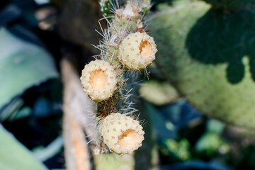 small cactus fruits on the leaves on a sunny day