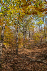 Bright colorful autumn trees