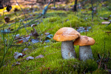 orange cap mushrooms grow in moss