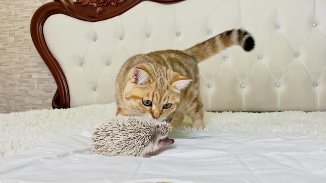 Cat looking at African pygmy hedgehog on white bed in room, pet friendship