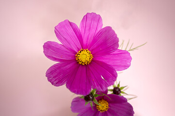 Close up of a beautiful pink  flower of a cosmos 