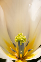 close up of white tulip flower stamen