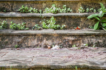 Old stone stairs with trees.