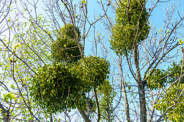 Balls of the mistletoe on branches of tree