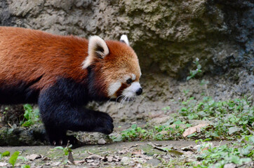 レッサーパンダ