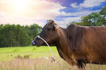 Fototapeta na wymiar Brown cow beef in the meadow